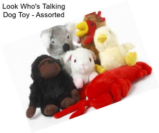 Look Who\'s Talking Dog Toy - Assorted
