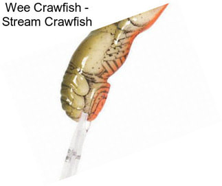 Wee Crawfish - Stream Crawfish
