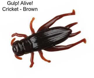 Gulp! Alive! Cricket - Brown