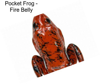 Pocket Frog - Fire Belly