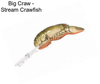 Big Craw - Stream Crawfish