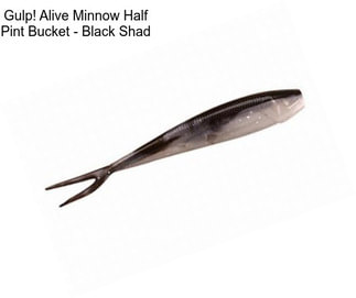 Gulp! Alive Minnow Half Pint Bucket - Black Shad