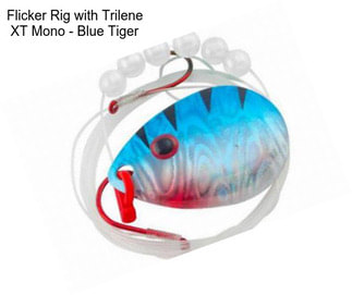 Flicker Rig with Trilene XT Mono - Blue Tiger