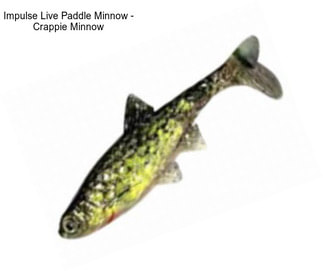 Impulse Live Paddle Minnow - Crappie Minnow