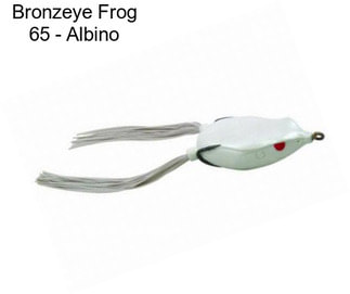 Bronzeye Frog 65 - Albino