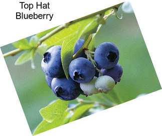 Top Hat Blueberry