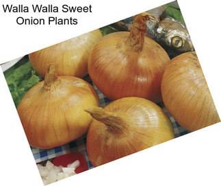 Walla Walla Sweet Onion Plants