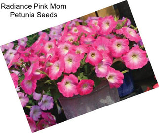 Radiance Pink Morn Petunia Seeds