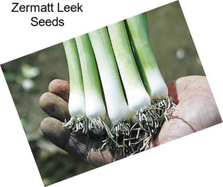 Zermatt Leek Seeds