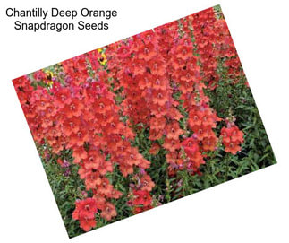 Chantilly Deep Orange Snapdragon Seeds