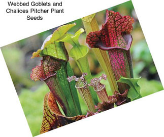Webbed Goblets and Chalices Pitcher Plant Seeds