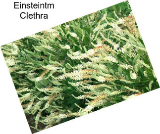 Einsteintm Clethra