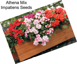 Athena Mix Impatiens Seeds