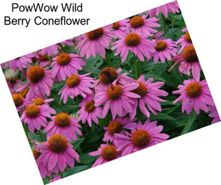 PowWow Wild Berry Coneflower