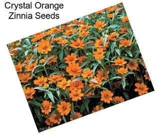 Crystal Orange Zinnia Seeds