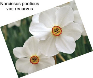 Narcissus poeticus var. recurvus