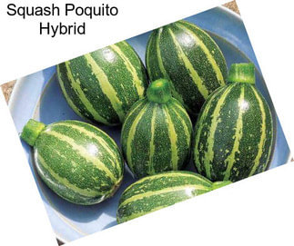 Squash Poquito Hybrid