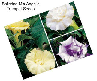 Ballerina Mix Angel\'s Trumpet Seeds