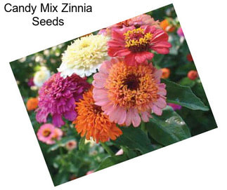 Candy Mix Zinnia Seeds