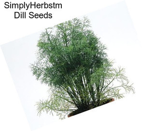 SimplyHerbstm Dill Seeds