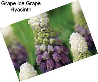 Grape Ice Grape Hyacinth