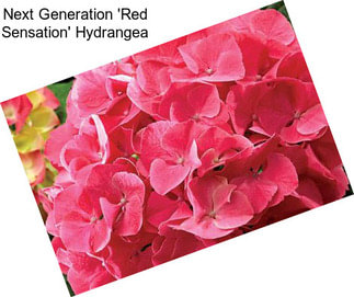 Next Generation \'Red Sensation\' Hydrangea