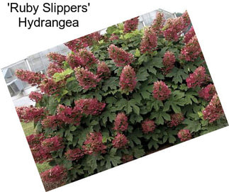 \'Ruby Slippers\' Hydrangea