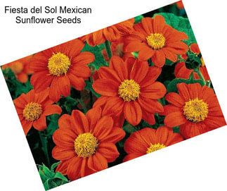 Fiesta del Sol Mexican Sunflower Seeds