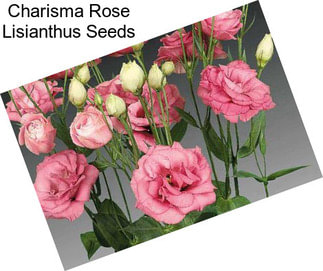 Charisma Rose Lisianthus Seeds