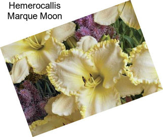 Hemerocallis Marque Moon