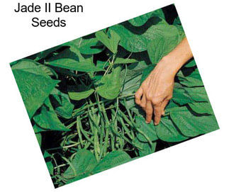 Jade II Bean Seeds