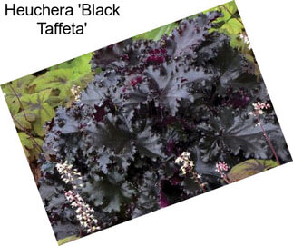 Heuchera \'Black Taffeta\'