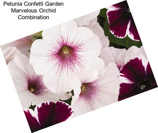 Petunia Confetti Garden Marvelous Orchid Combination