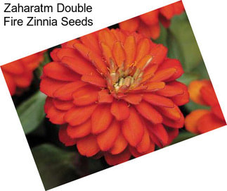 Zaharatm Double Fire Zinnia Seeds