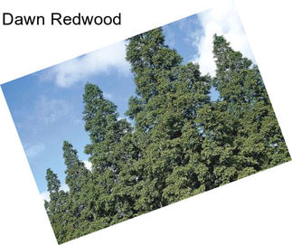 Dawn Redwood