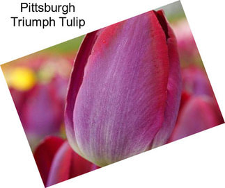 Pittsburgh Triumph Tulip