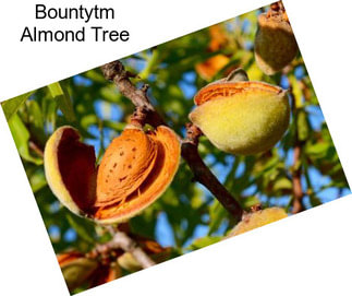 Bountytm Almond Tree