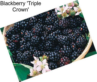 Blackberry \'Triple Crown\'