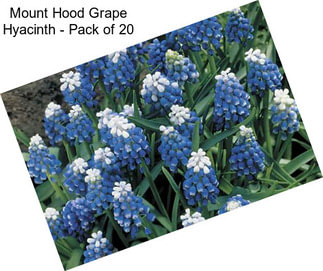 Mount Hood Grape Hyacinth - Pack of 20