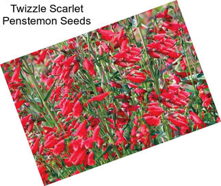 Twizzle Scarlet Penstemon Seeds