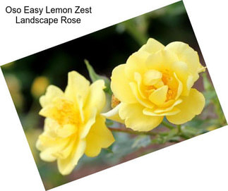 Oso Easy Lemon Zest Landscape Rose