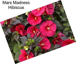 Mars Madness Hibiscus