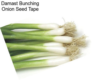 Damast Bunching Onion Seed Tape