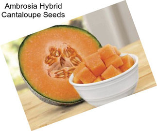 Ambrosia Hybrid Cantaloupe Seeds