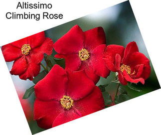 Altissimo Climbing Rose