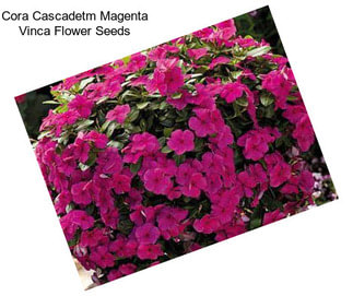 Cora Cascadetm Magenta Vinca Flower Seeds