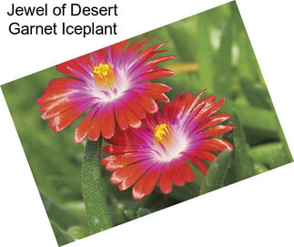 Jewel of Desert Garnet Iceplant
