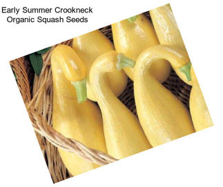 Early Summer Crookneck Organic Squash Seeds