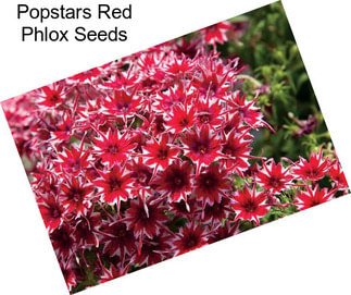 Popstars Red Phlox Seeds