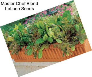 Master Chef Blend Lettuce Seeds